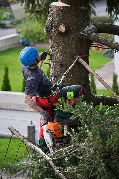 Best Storm Damage Tree Cleanup  in Aromas, CA