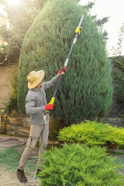 Grass Overseeding in Aromas, CA